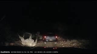 Strange crash between giraffe and two pick up trucks [upl. by Fitton]