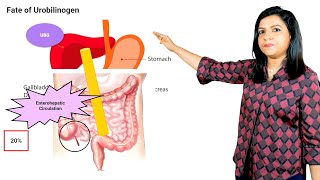 Heme Catabolism  Edition 8 Sample Video Biochemistry [upl. by Etram747]