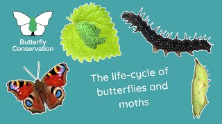 The Life Cycle of Butterflies and Moths [upl. by Marlena]