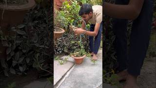 Diy Trellis For Plants trellis flowers trending youtube [upl. by Acina]