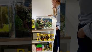 Rescape complet aquarium aquascape aquascaping fishtank fish fishkeeping [upl. by Aistek954]