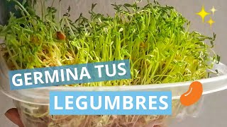 ¡¿CÓMO GERMINAR LENTEJAS RÁPIDO 😱 2 MÉTODOS 🌱✨ [upl. by Orsini893]