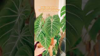 Philodendron Gloriousum 🫶🏻 gardeningplants garden plants gardenplants plantcare philodendron [upl. by Cran]