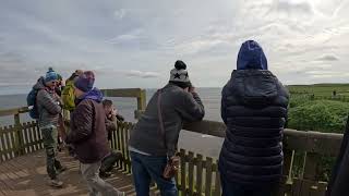 RSPB Bempton Cliffs Seabird Centre [upl. by Ahsote]