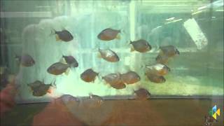 Colossoma brachypomum  Roter Pacu [upl. by Fox242]