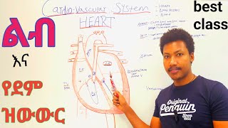 Cardiovascular systemHeart❤ልብ  Anatomy and Physiology class  የደም ዝውውር ደም ቅዳ ደም መልስ [upl. by Russia]