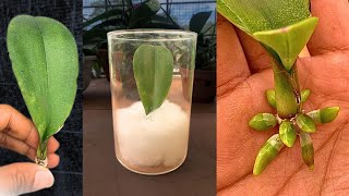 Magic tips to help a 1leaf orchid take root immediately and produce many flowers [upl. by Atorod262]