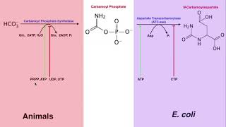 Nucleotide Metabolism  Regulation of Pyrimidine Biosynthesis [upl. by Taryn281]