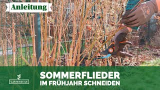 Sommerflieder Frühjahrsschnitt So schneidest du deinen Schmetterlingsflieder im März zurück [upl. by Auoh]