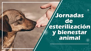 Jornadas de esterilización en Bogotá [upl. by Elleiram]