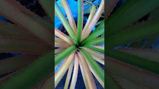 Bromeliads green ornamentalplants outdoorplant minmini [upl. by Nnoryt273]