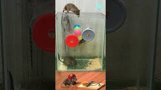 Good idea Mouse Trap  Rat Trap in Home  MouseTrap [upl. by Indyc]