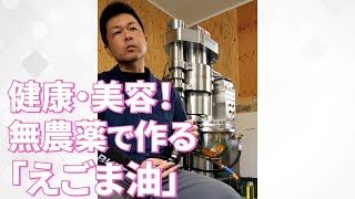 【岐阜県瑞浪市】無農薬！話題のえごま油。日吉機械化営農組合様 [upl. by Thornie]