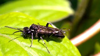 Allantus cinctus sawfly [upl. by Shauna]