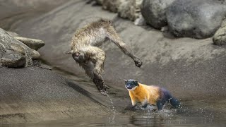 Yellow Throated Marten Attacking Monkey [upl. by Anileme]