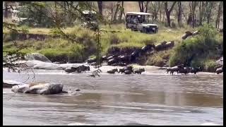 Wildebeest Migration  Serengeti amp Masai Mara [upl. by Fairbanks]