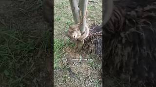 The ostrich with its neck stuck animals love shorts [upl. by Assyram203]