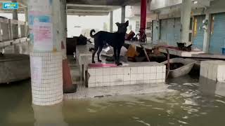 Typhoon Gaemi floods homes in Taiwans Kaohsiung [upl. by Retha]