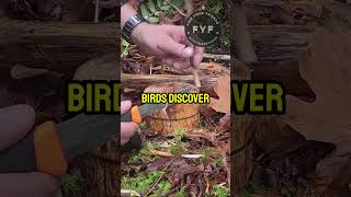 BEST Bird Feeder for Bushcraft Enthusiasts [upl. by Nally]