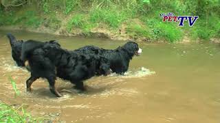 Berner Sennenhund  Alle Informationen zur süßesten Rasse der Welt [upl. by Feinstein]