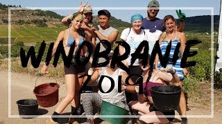 Winobranie 2019  vendange 2019 [upl. by Narda5]