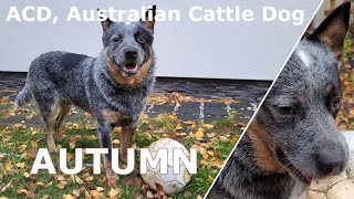 07 ACD Australian Cattle Dog Autumn [upl. by Cirone]