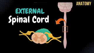 External Spinal Cord Surface Segments Spinal Nerve Enlargements Reflex Arch  Anatomy [upl. by Ennayar]