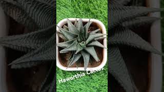 Haworthia Cactus Plant [upl. by Eirrehc]