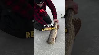 Fisherman Releases Massive Northern Pike Back to the Lake 🐟 🥰 [upl. by Moffit]