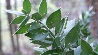 ruscus aculeatus L [upl. by Ajnot]