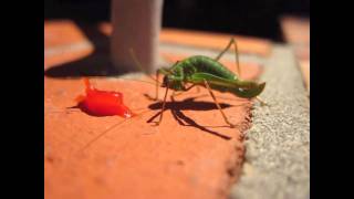 Punktierte Zartschrecke  Speckled bushcricket Leptophyes punctatissima [upl. by Breskin]