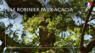 Le robinier faux acacia  attention à lintoxication pour vos chevaux [upl. by Gemini]