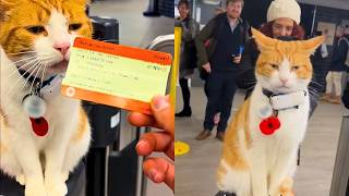 Cat Becomes Train Stations Ticket Inspector 🥹🚂 [upl. by Dehlia285]