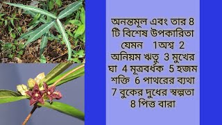 অনন্তমূল গাছ ও তার বিশেষ 8 টি গুনাগুন anantamul benefits astrology anantamul benefits [upl. by Llemar]