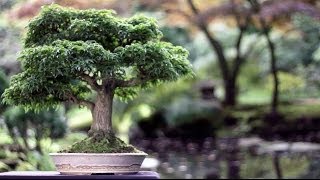 Bonsai trees [upl. by Wolfort821]