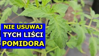 Nie usuwaj tych Liści Pomidora Uprawa Pomidorów Usuwanie Ogonków Liściowych Pomidorów Które Usunąć [upl. by Eiramanel]