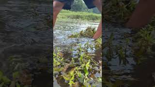 Shorts Fishing Video Big Fishing shorts fish fishing [upl. by Acinomahs]