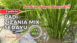 UPDATE Padi ZIZANIA MIX SEDAYU anakan super banyak [upl. by Rothwell92]