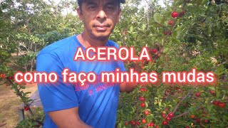 COMO FAZER MUDAS DE ACEROLA  MUITO FÁCIL [upl. by Kitchen106]