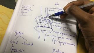 Inter 2nd year SYNAPTIC TRANSMISSION ZOOLOGY [upl. by Rydder]