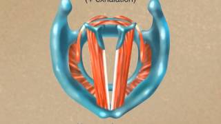 How the Larynx Produces Sound [upl. by Rahmann]