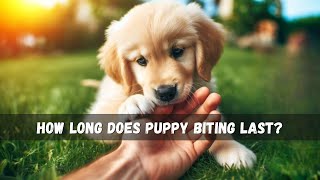 How Long Does Puppy Biting Last [upl. by Eniarrol623]