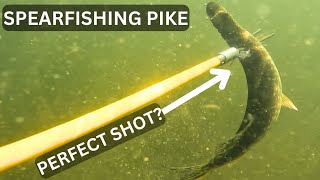 Spearing Pike In Murky Water Quality Isnt Great [upl. by Ennairej]