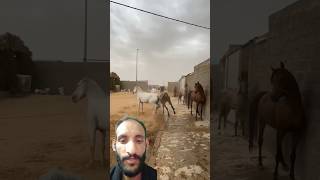 दो घोड़ो का आपसी झगडा horsefan horselover horse horsefight animalfarming comedy funny [upl. by Aelyak]