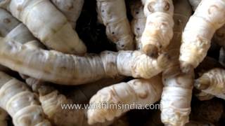 Silk worm farming in India how your silk is made [upl. by Enahsal]