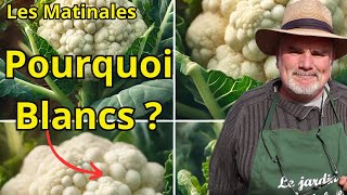 Pourquoi les chouxfleurs sontils blancs [upl. by Nor]