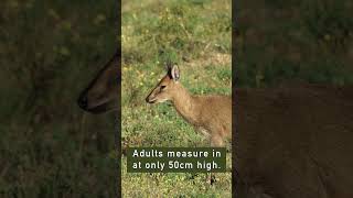 One of the SMALLEST antelope in world  The Common DUIKER [upl. by Weatherley]