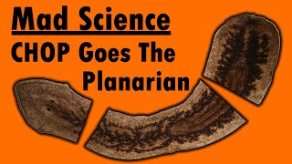 Mad Science  CHOP Goes the Planarian [upl. by Manton]