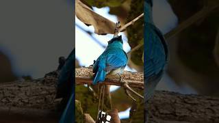 Verditer flycatcher shorts youtubeshorts flycatcher [upl. by Magnus]