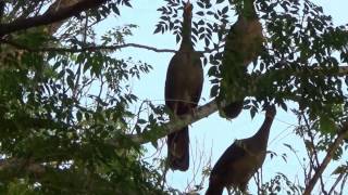 NATURE SINGERS CHACO CHACHALACA sounds ORTALIS CANICOLLIS ARACUÃDOPANTANAL Wild birds free [upl. by Ekaterina]